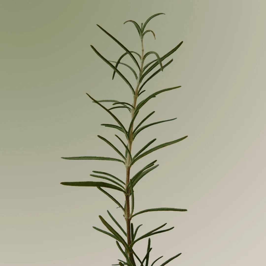 Rosemary Scalp Scaling Shampoo - Image 3
